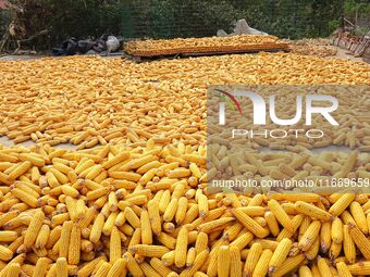 Farmers dry corn in the West Coast New Area of Qingdao, East China's Shandong province, in Qingdao, China, on October 15, 2024. (