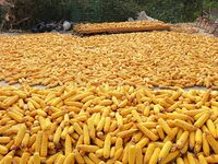 Farmers dry corn in the West Coast New Area of Qingdao, East China's Shandong province, in Qingdao, China, on October 15, 2024. (