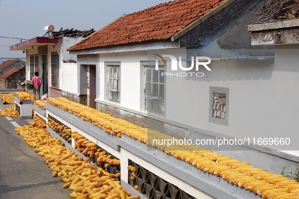 Farmers dry corn in the West Coast New Area of Qingdao, East China's Shandong province, in Qingdao, China, on October 15, 2024. 