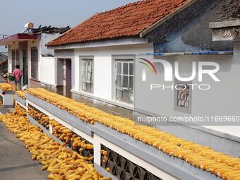 Farmers dry corn in the West Coast New Area of Qingdao, East China's Shandong province, in Qingdao, China, on October 15, 2024. (