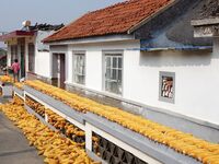 Farmers dry corn in the West Coast New Area of Qingdao, East China's Shandong province, in Qingdao, China, on October 15, 2024. (