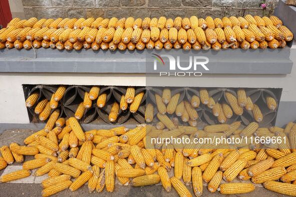 Farmers dry corn in the West Coast New Area of Qingdao, East China's Shandong province, in Qingdao, China, on October 15, 2024. 