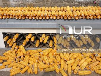 Farmers dry corn in the West Coast New Area of Qingdao, East China's Shandong province, in Qingdao, China, on October 15, 2024. (