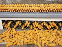 Farmers dry corn in the West Coast New Area of Qingdao, East China's Shandong province, in Qingdao, China, on October 15, 2024. (