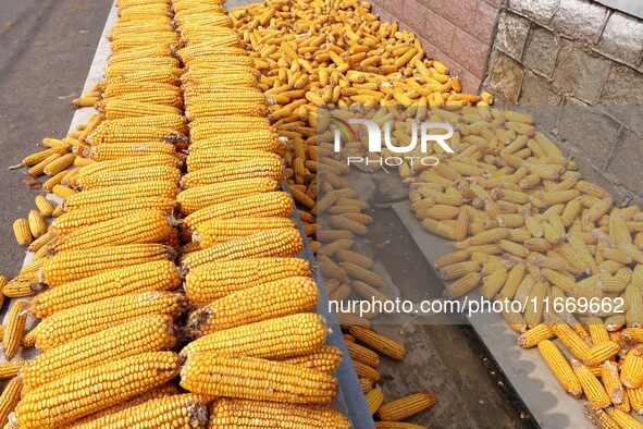 Farmers dry corn in the West Coast New Area of Qingdao, East China's Shandong province, in Qingdao, China, on October 15, 2024. 