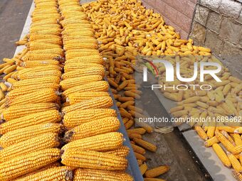 Farmers dry corn in the West Coast New Area of Qingdao, East China's Shandong province, in Qingdao, China, on October 15, 2024. (