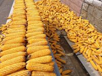 Farmers dry corn in the West Coast New Area of Qingdao, East China's Shandong province, in Qingdao, China, on October 15, 2024. (