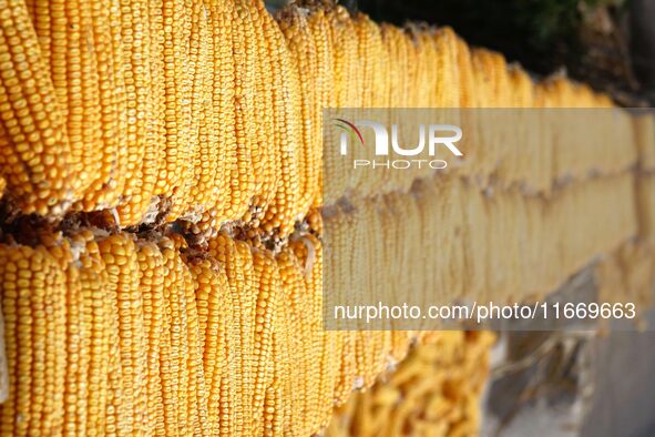 Farmers dry corn in the West Coast New Area of Qingdao, East China's Shandong province, in Qingdao, China, on October 15, 2024. 