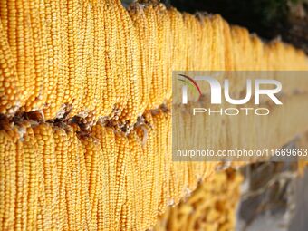 Farmers dry corn in the West Coast New Area of Qingdao, East China's Shandong province, in Qingdao, China, on October 15, 2024. (