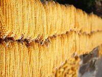 Farmers dry corn in the West Coast New Area of Qingdao, East China's Shandong province, in Qingdao, China, on October 15, 2024. (