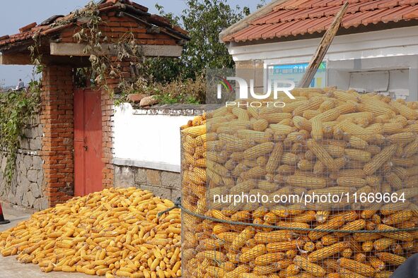 Farmers dry corn in the West Coast New Area of Qingdao, East China's Shandong province, in Qingdao, China, on October 15, 2024. 