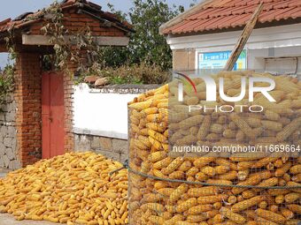 Farmers dry corn in the West Coast New Area of Qingdao, East China's Shandong province, in Qingdao, China, on October 15, 2024. (