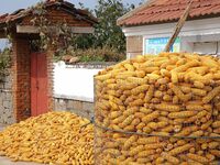 Farmers dry corn in the West Coast New Area of Qingdao, East China's Shandong province, in Qingdao, China, on October 15, 2024. (