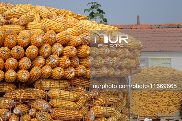 Farmers dry corn in the West Coast New Area of Qingdao, East China's Shandong province, in Qingdao, China, on October 15, 2024. 