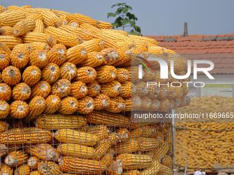 Farmers dry corn in the West Coast New Area of Qingdao, East China's Shandong province, in Qingdao, China, on October 15, 2024. (