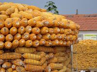 Farmers dry corn in the West Coast New Area of Qingdao, East China's Shandong province, in Qingdao, China, on October 15, 2024. (