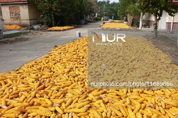 Farmers dry corn in the West Coast New Area of Qingdao, East China's Shandong province, in Qingdao, China, on October 15, 2024. 