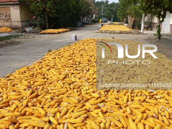 Farmers dry corn in the West Coast New Area of Qingdao, East China's Shandong province, in Qingdao, China, on October 15, 2024. (