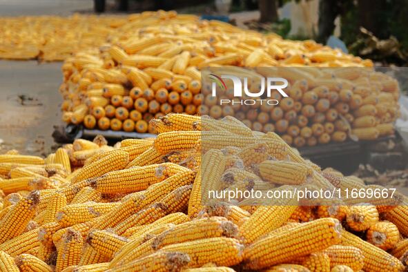 Farmers dry corn in the West Coast New Area of Qingdao, East China's Shandong province, in Qingdao, China, on October 15, 2024. 