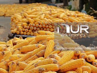 Farmers dry corn in the West Coast New Area of Qingdao, East China's Shandong province, in Qingdao, China, on October 15, 2024. (