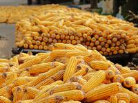 Farmers dry corn in the West Coast New Area of Qingdao, East China's Shandong province, in Qingdao, China, on October 15, 2024. (