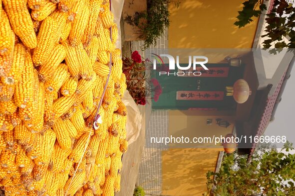 Farmers dry corn in the West Coast New Area of Qingdao, East China's Shandong province, in Qingdao, China, on October 15, 2024. 