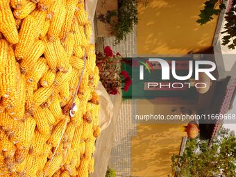 Farmers dry corn in the West Coast New Area of Qingdao, East China's Shandong province, in Qingdao, China, on October 15, 2024. (