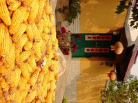 Farmers dry corn in the West Coast New Area of Qingdao, East China's Shandong province, in Qingdao, China, on October 15, 2024. (