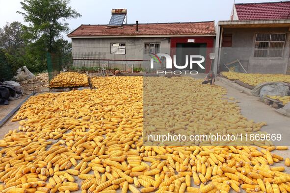 Farmers dry corn in the West Coast New Area of Qingdao, East China's Shandong province, in Qingdao, China, on October 15, 2024. 