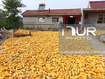 Farmers dry corn in the West Coast New Area of Qingdao, East China's Shandong province, in Qingdao, China, on October 15, 2024. (