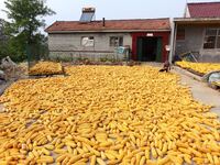 Farmers dry corn in the West Coast New Area of Qingdao, East China's Shandong province, in Qingdao, China, on October 15, 2024. (