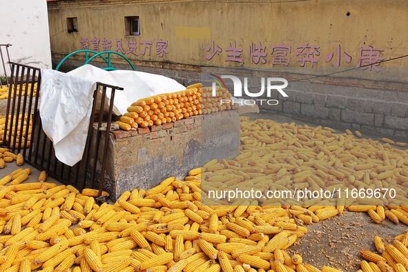 Farmers dry corn in the West Coast New Area of Qingdao, East China's Shandong province, in Qingdao, China, on October 15, 2024. 