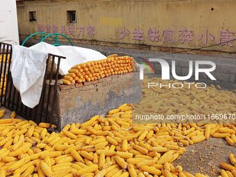 Farmers dry corn in the West Coast New Area of Qingdao, East China's Shandong province, in Qingdao, China, on October 15, 2024. (