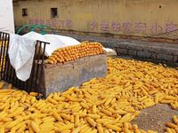 Farmers dry corn in the West Coast New Area of Qingdao, East China's Shandong province, in Qingdao, China, on October 15, 2024. (