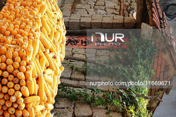 Farmers dry corn in the West Coast New Area of Qingdao, East China's Shandong province, in Qingdao, China, on October 15, 2024. 