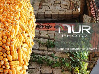 Farmers dry corn in the West Coast New Area of Qingdao, East China's Shandong province, in Qingdao, China, on October 15, 2024. (