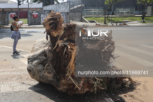 Workers from the City Hall of Sao Paulo and Enel, an electricity distributor and trader, prune a tree that has branches knocked down by stro...