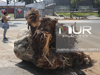 Workers from the City Hall of Sao Paulo and Enel, an electricity distributor and trader, prune a tree that has branches knocked down by stro...