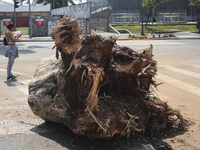 Workers from the City Hall of Sao Paulo and Enel, an electricity distributor and trader, prune a tree that has branches knocked down by stro...