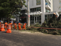 Workers from the City Hall of Sao Paulo and Enel, an electricity distributor and trader, prune a tree that has branches knocked down by stro...