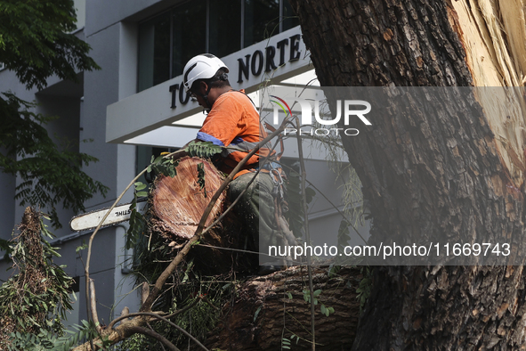 Workers from the City Hall of Sao Paulo and Enel, an electricity distributor and trader, prune a tree that has branches knocked down by stro...