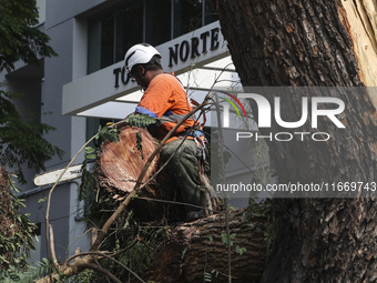 Workers from the City Hall of Sao Paulo and Enel, an electricity distributor and trader, prune a tree that has branches knocked down by stro...