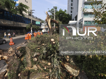 Workers from the City Hall of Sao Paulo and Enel, an electricity distributor and trader, prune a tree that has branches knocked down by stro...