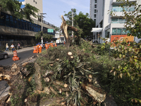 Workers from the City Hall of Sao Paulo and Enel, an electricity distributor and trader, prune a tree that has branches knocked down by stro...