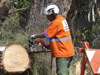 Workers from the City Hall of Sao Paulo and Enel, an electricity distributor and trader, prune a tree that has branches knocked down by stro...