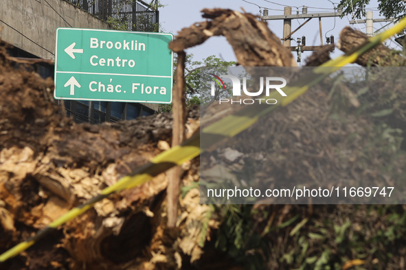 Workers from the City Hall of Sao Paulo and Enel, an electricity distributor and trader, prune a tree that has branches knocked down by stro...