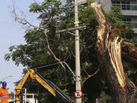 Workers from the City Hall of Sao Paulo and Enel, an electricity distributor and trader, prune a tree that has branches knocked down by stro...