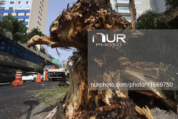 Workers from the City Hall of Sao Paulo and Enel, an electricity distributor and trader, prune a tree that has branches knocked down by stro...