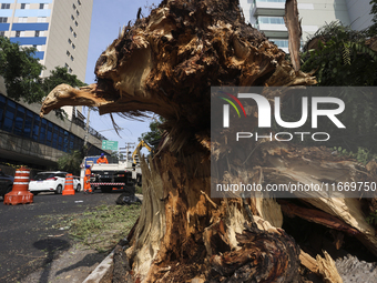 Workers from the City Hall of Sao Paulo and Enel, an electricity distributor and trader, prune a tree that has branches knocked down by stro...