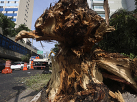 Workers from the City Hall of Sao Paulo and Enel, an electricity distributor and trader, prune a tree that has branches knocked down by stro...